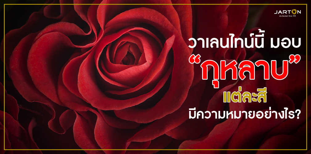 วาเลนไทน์นี้ มอบ “กุหลาบ” แต่ละสี มีความหมายอย่างไร?